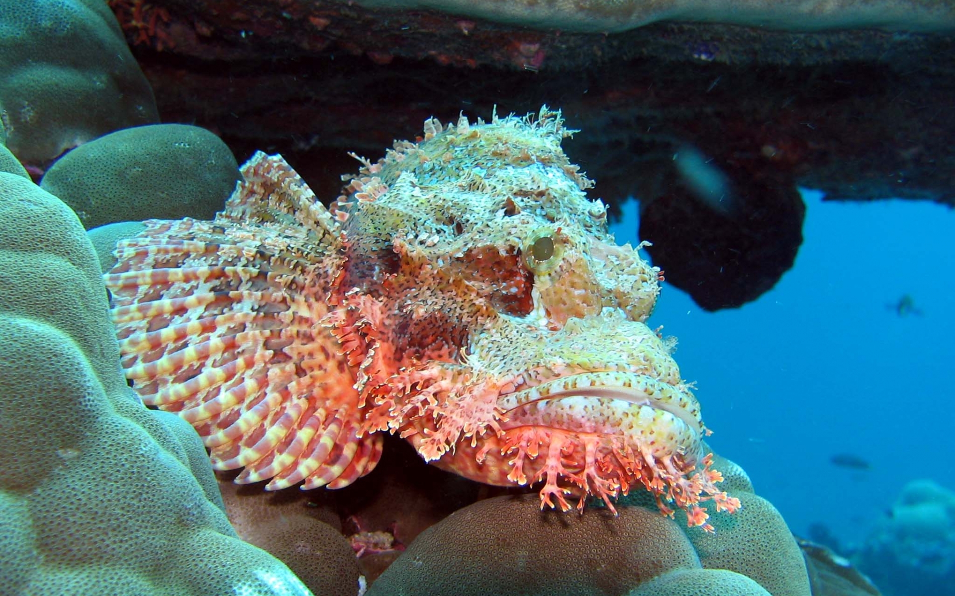 Meridis Unterwasser Eindrücke